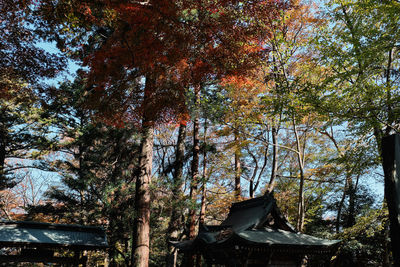 Trees in forest during autumn