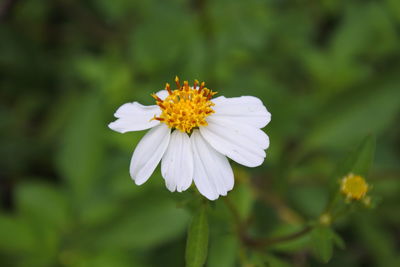 Close-up of white daisy flower