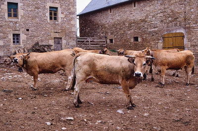 Kühe auf dem hof transhumance viehtrieb aubrac