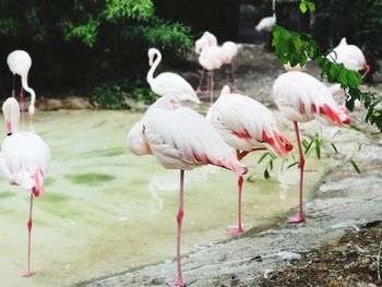 Flock of birds