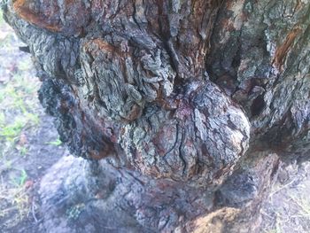 Close-up of tree trunk