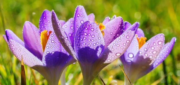 Close-up of purple flowers