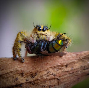 Close-up of spider