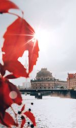 Close-up of plant with river and buildings in background