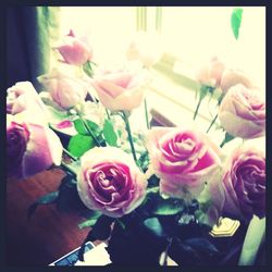 Close-up of pink rose