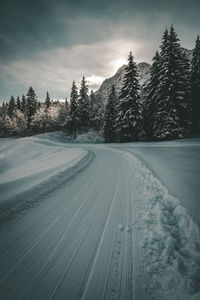 Snow covered pine trees against sky during winter