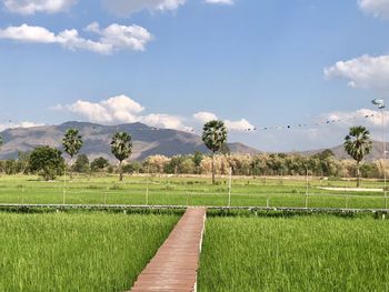 Scenic view of agricultural field against sky