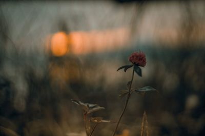 Close-up of wilted flower on field during sunset