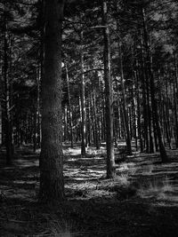 View of trees in forest