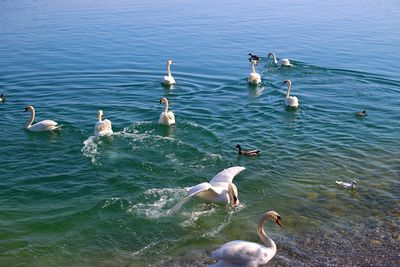 Flock of birds perching on sea