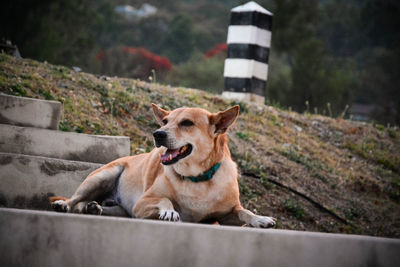 View of a dog looking away