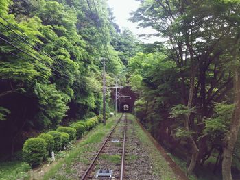 Railroad track passing through trees