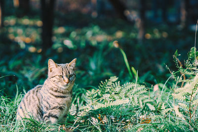 animal