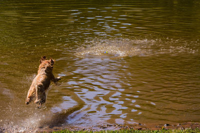 High angle view of dog in lake