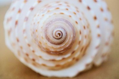 Close-up of snail