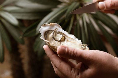 Close-up of hand holding ice cream