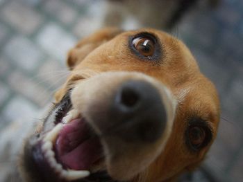 Close-up portrait of dog