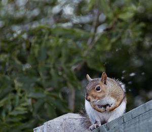 Squirrel on a tree