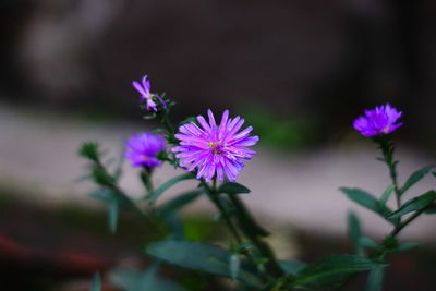 Close-up of purple flowering plant