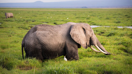 Side view of elephant standing in field