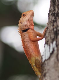 Close-up of lizard on tree trunk