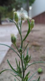 Close-up of plant