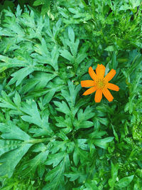 High angle view of orange flowering plant