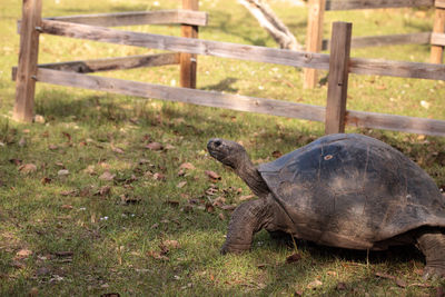 Aldabra giant tortoise aldabrachelys gigantean is a large reptile from the islands of aldabra atoll