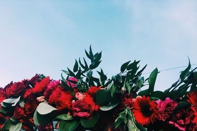 Low angle view of red flowers