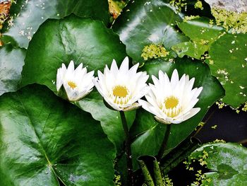 Close-up of white water lily blooming outdoors