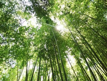 Low angle view of trees in forest