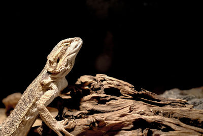 Close-up of lizard on tree at night