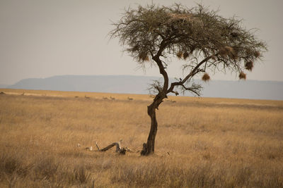 Tree on field against sky