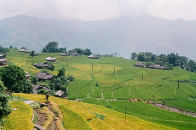 Scenic view of agricultural field against sky