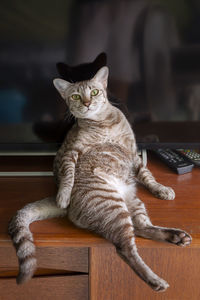 A cat sitting in front of a television