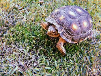 Close-up of turtle on field