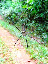 Close-up of spider on web against plants