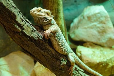 Close-up of lizard on rock