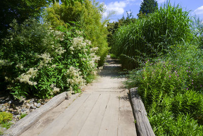 Empty footpath amidst trees against sky