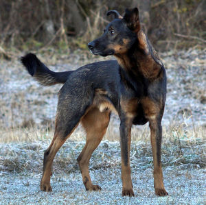 Dog standing on field