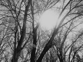 Low angle view of bare trees against sky