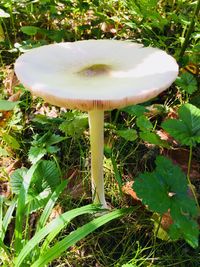 Close-up of mushroom growing on field