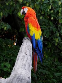 View of an ara parrot  on tree