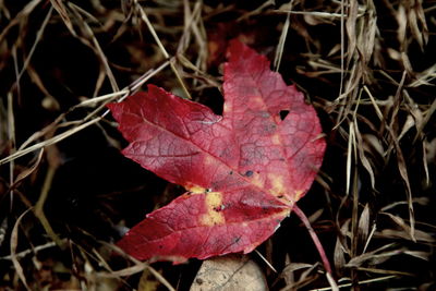 Close-up of red maple leaves