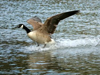 Bird flying over lake