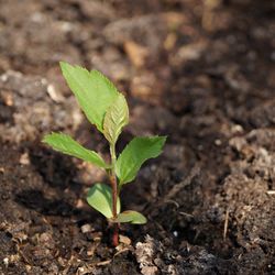 Close-up of small plant growing on field