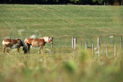 Horses in a field