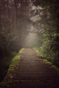 Walkway amidst trees in forest