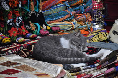 Cat relaxing on multi colored blanket