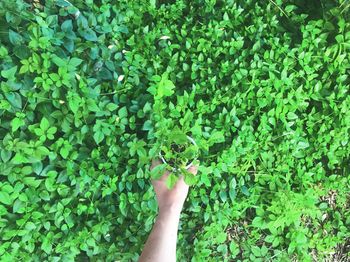 Cropped hand of person holding small potted plant